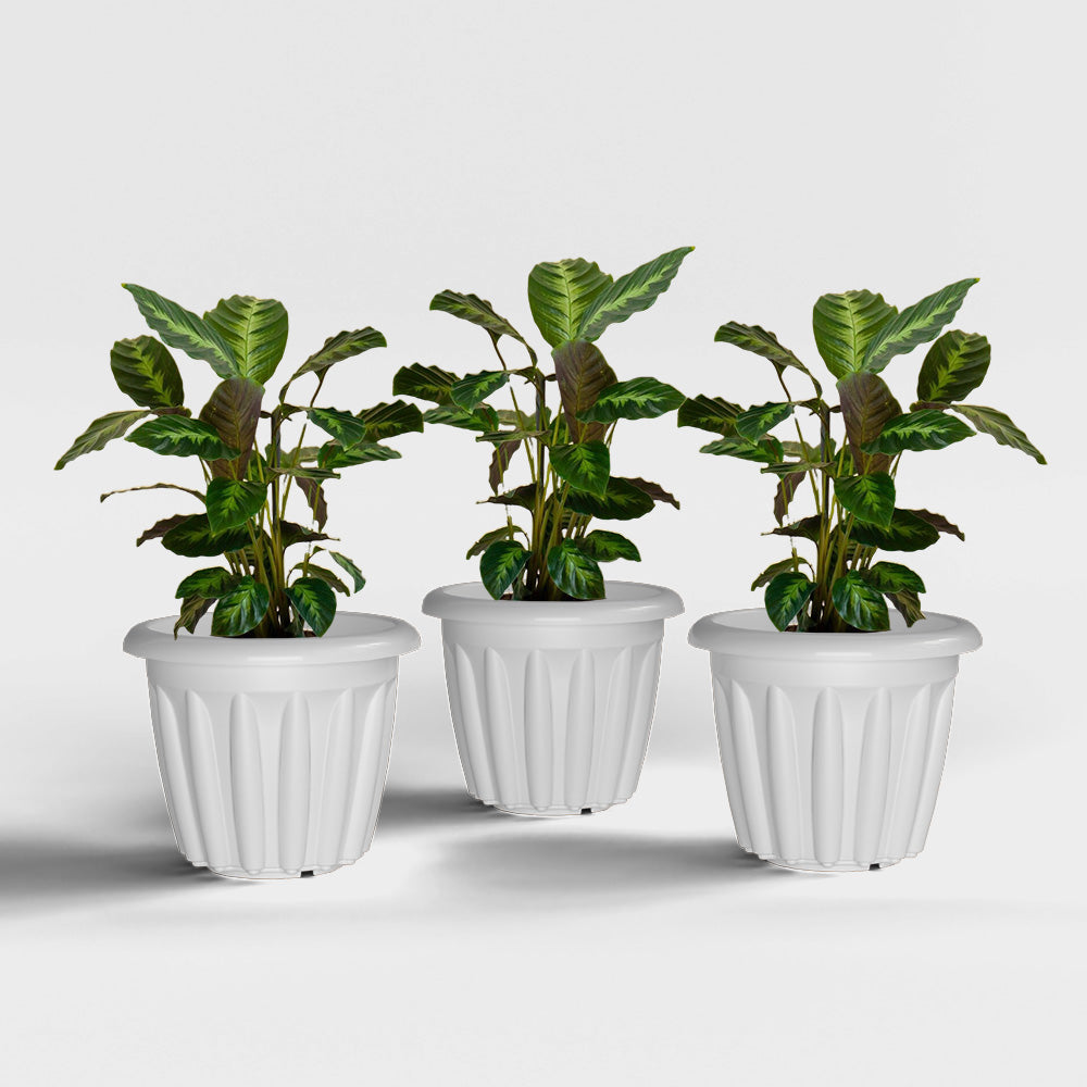 SHERA | FLOOT PLANTER
