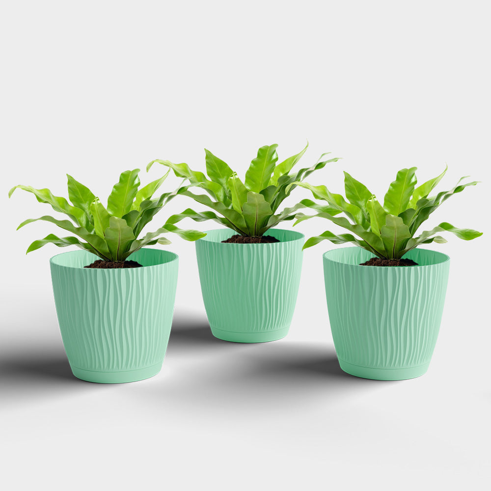 SHERA | EVA PLANTER