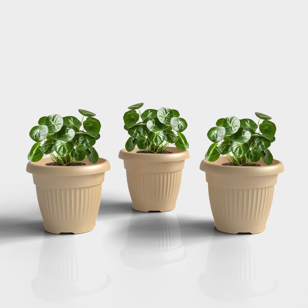 SHERA | BLOOM PLANTER