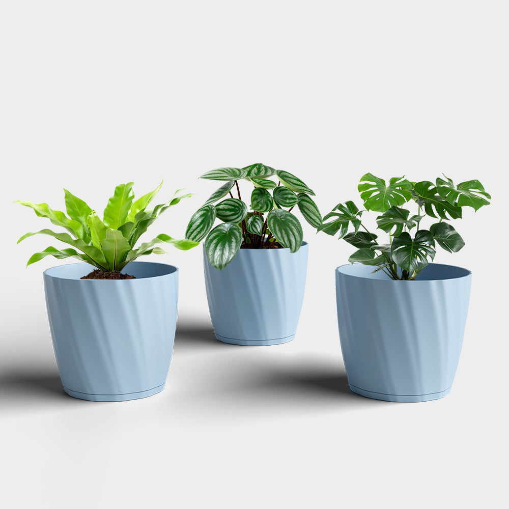 SHERA | ZINNIA PLANTER