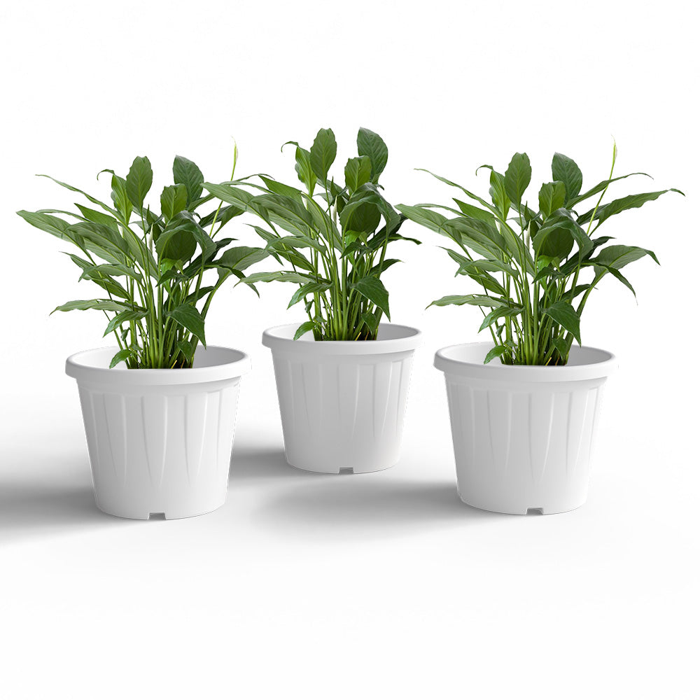 SHERA | CROWN PLANTER