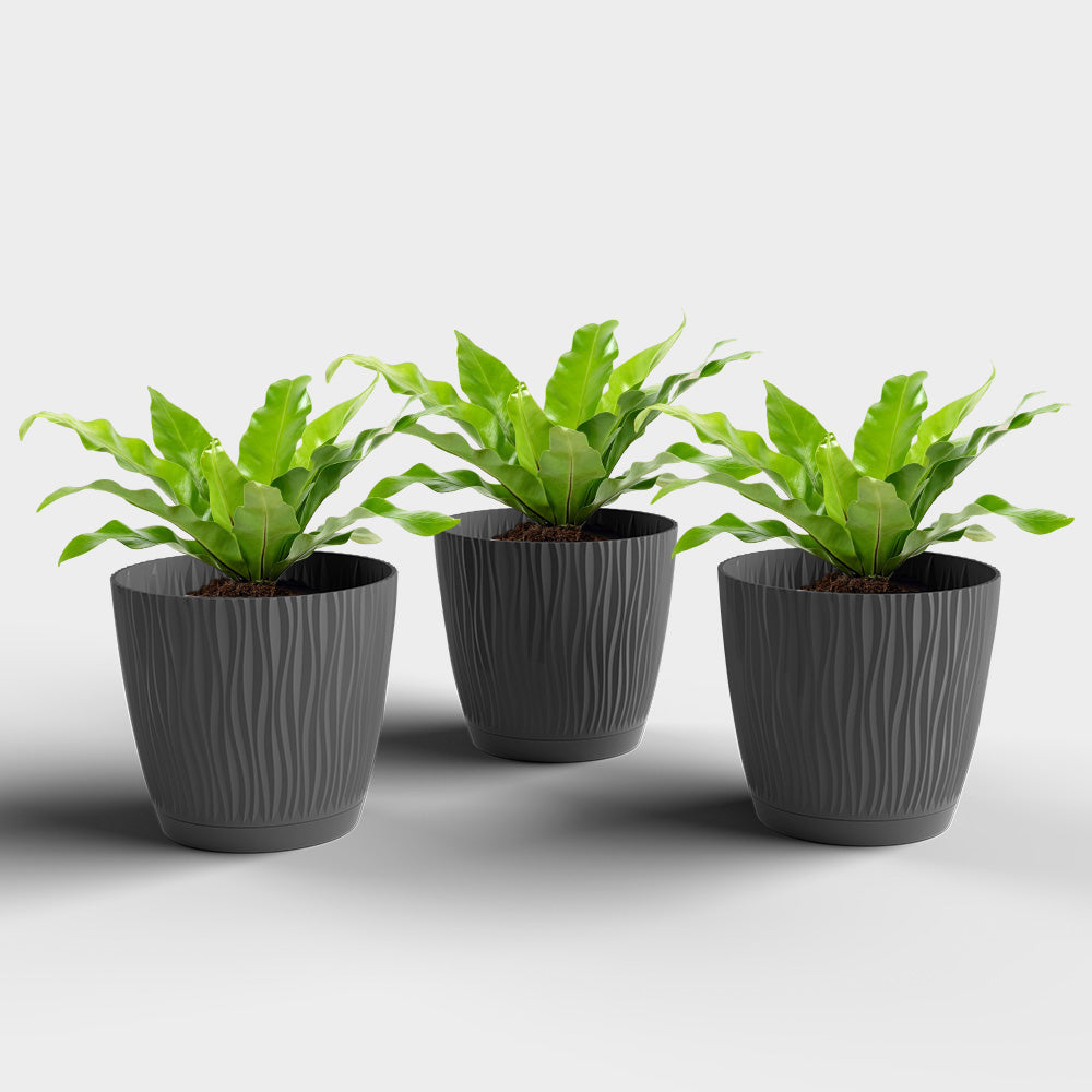 SHERA | EVA PLANTER
