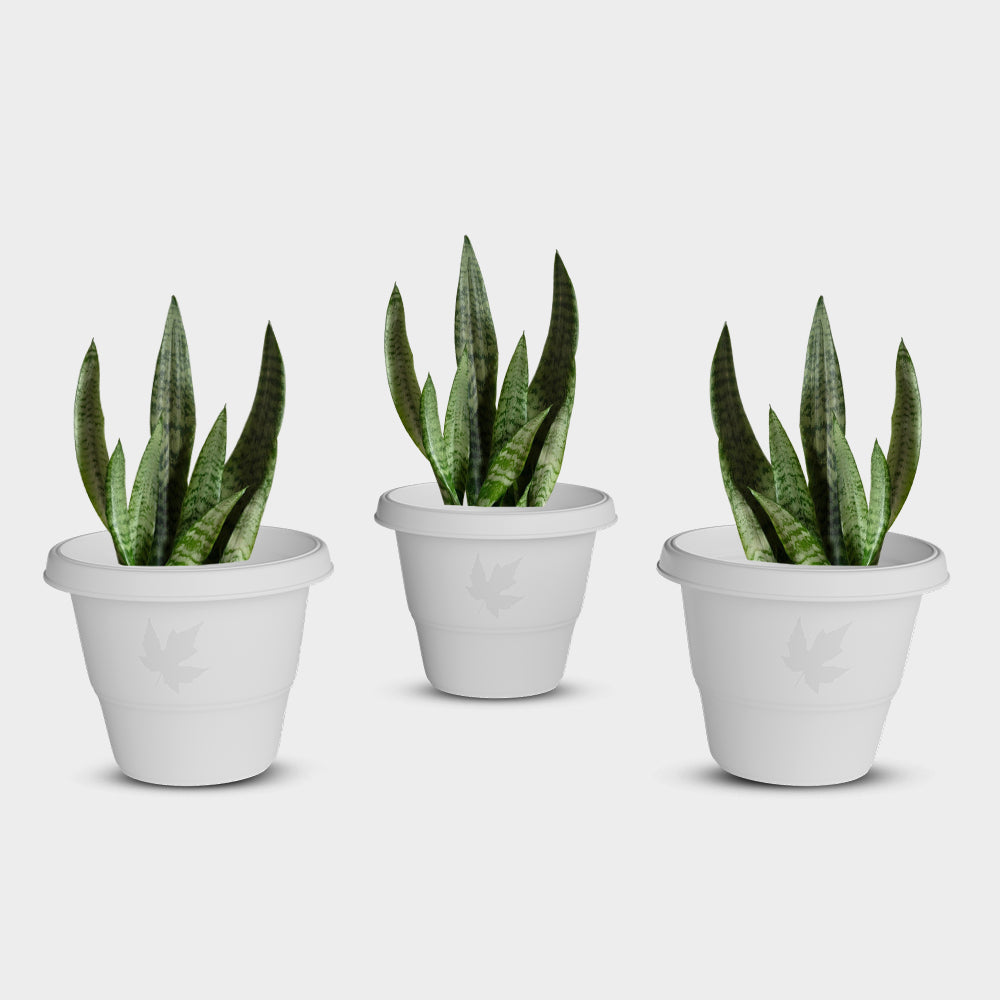 SHERA | RD PLANTER