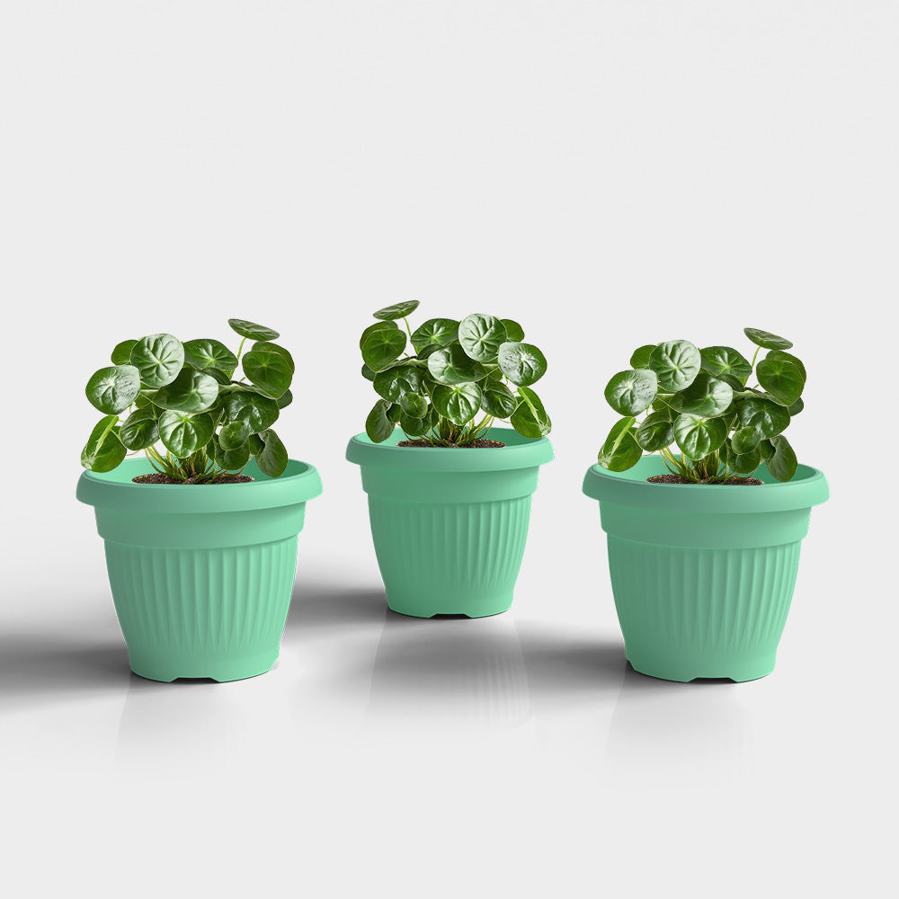 SHERA | BLOOM PLANTER