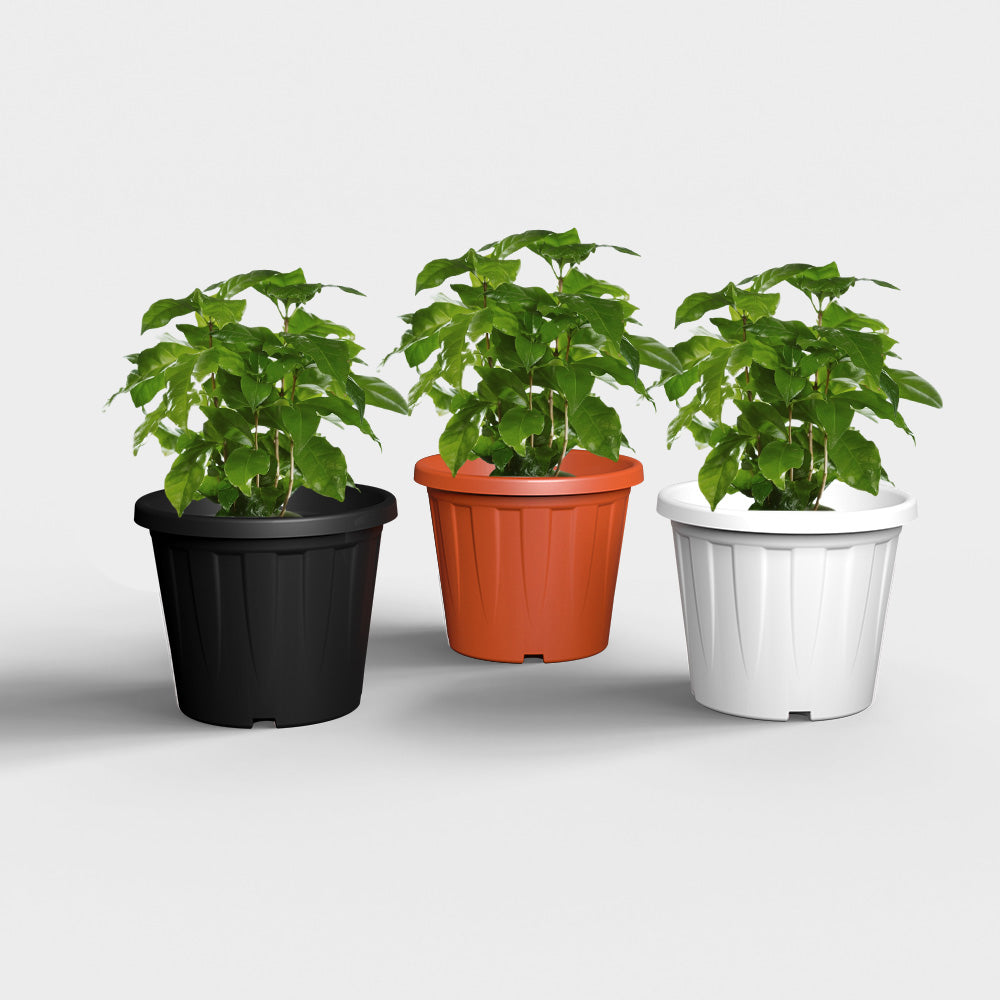 SHERA | CROWN PLANTER