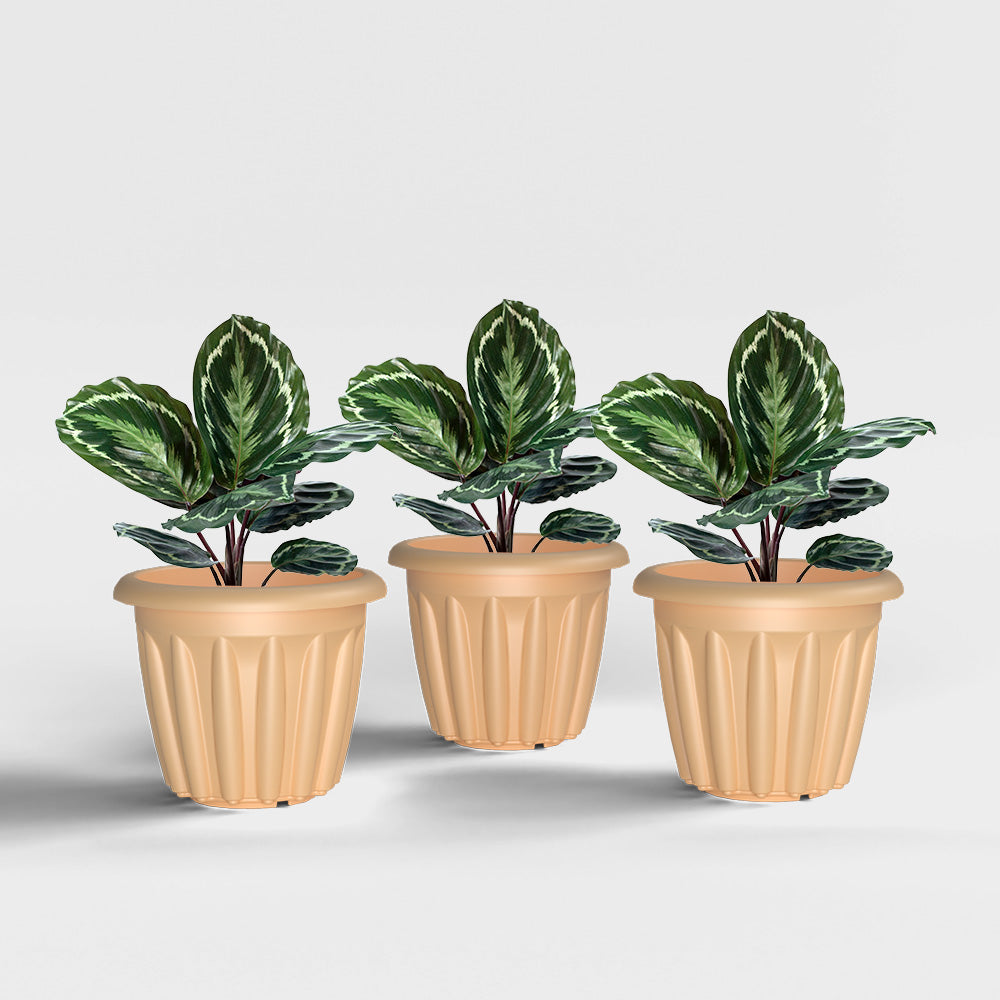 SHERA | FLOOT PLANTER