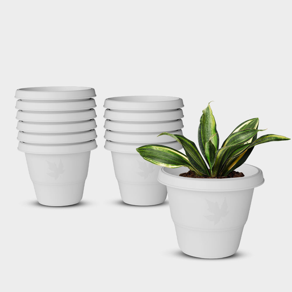 SHERA | RD PLANTER