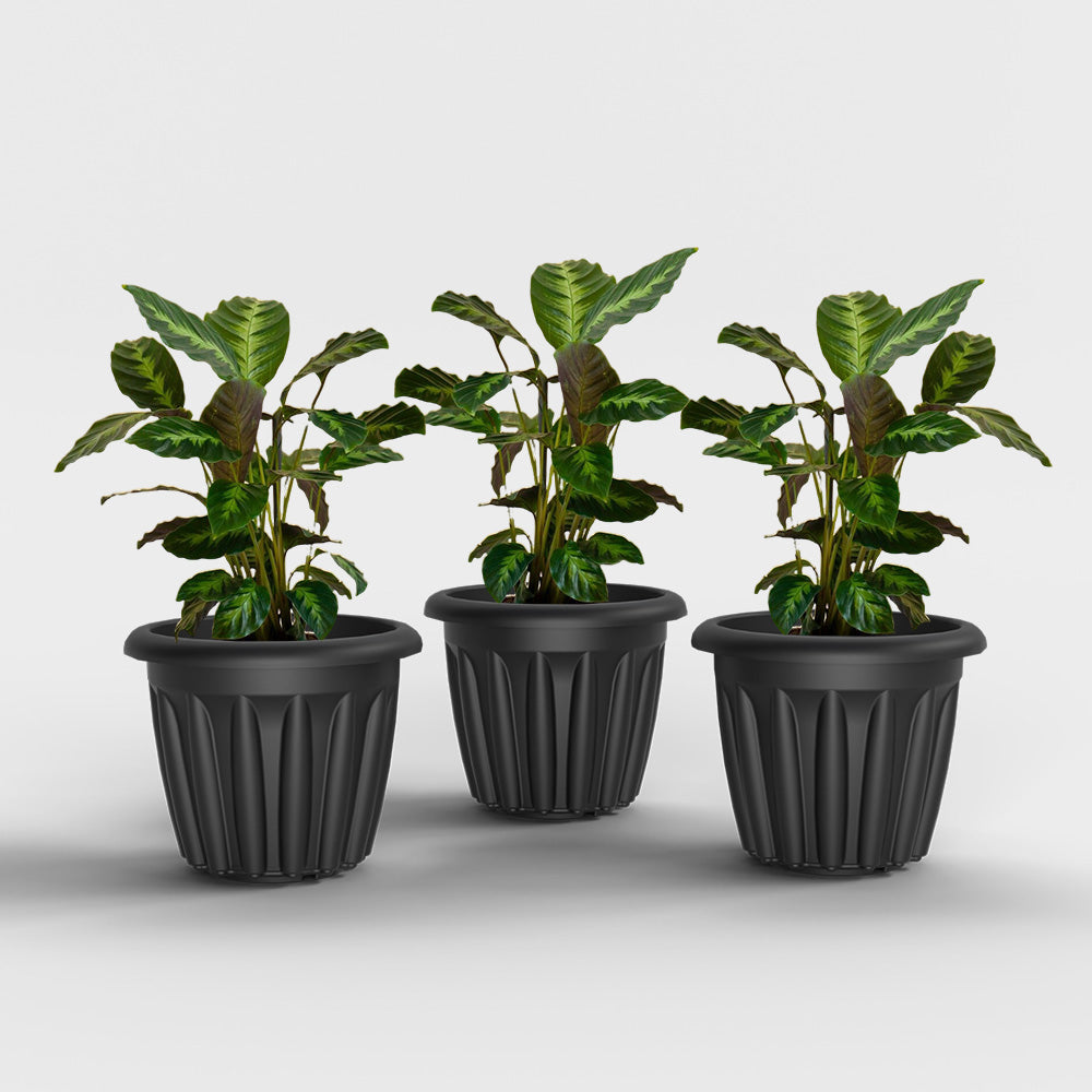 SHERA | FLOOT PLANTER