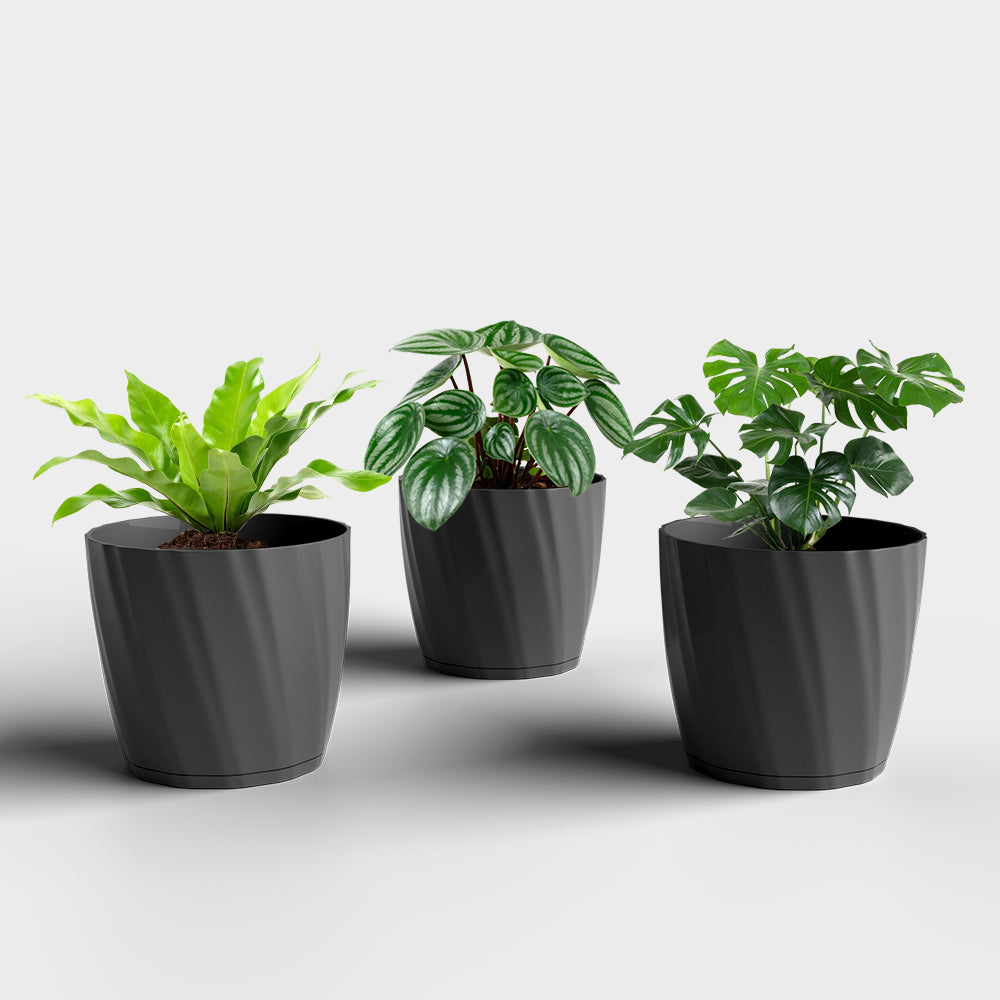 SHERA | ZINNIA PLANTER