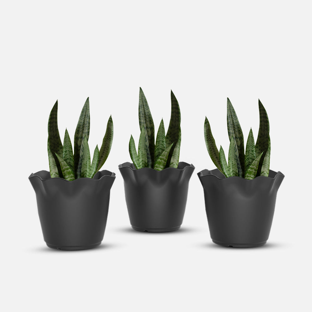 SHERA | FLOWER PLANTER