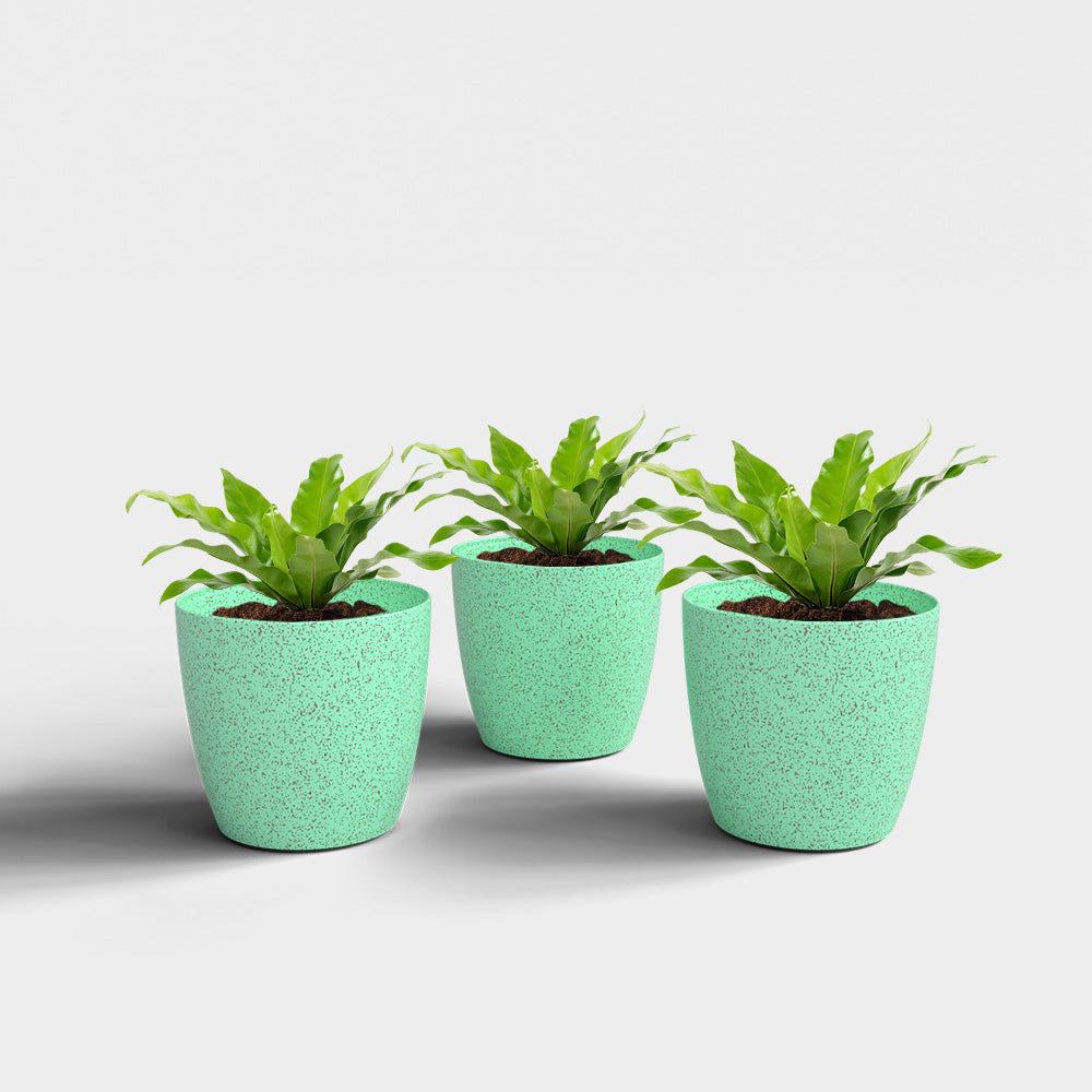SHERA | STELLA BIO PLANTER
