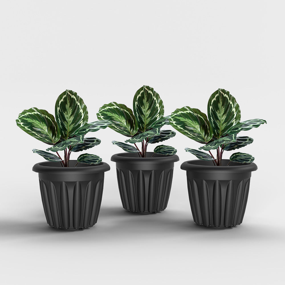 SHERA | FLOOT PLANTER