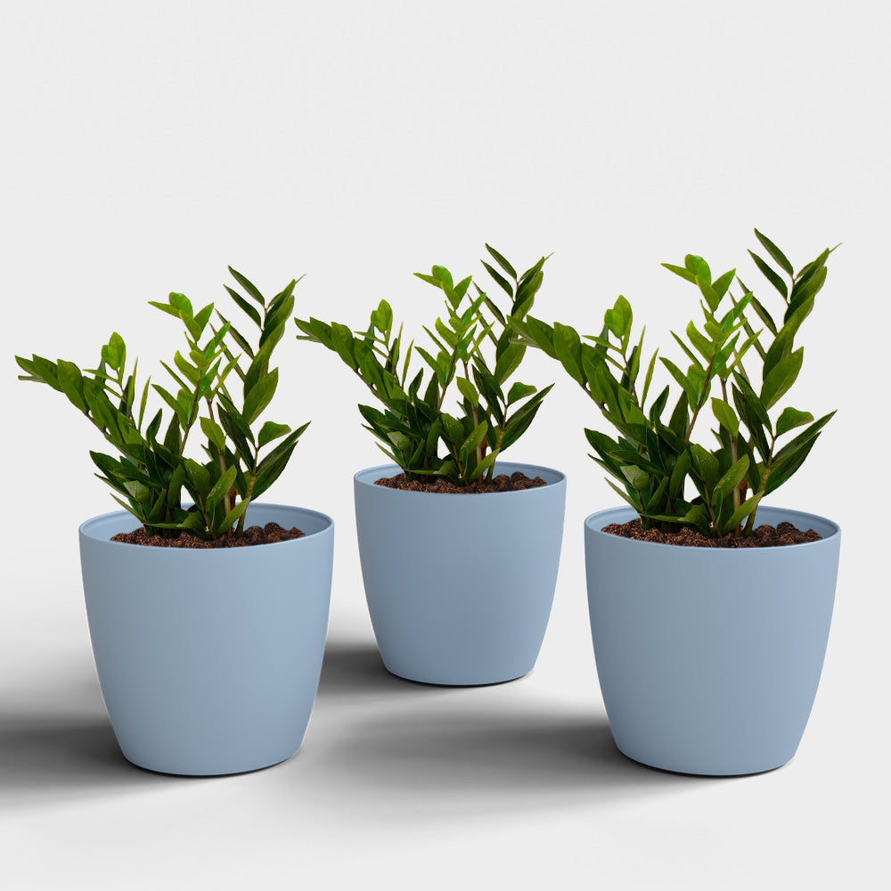 SHERA | STELLA PLANTER