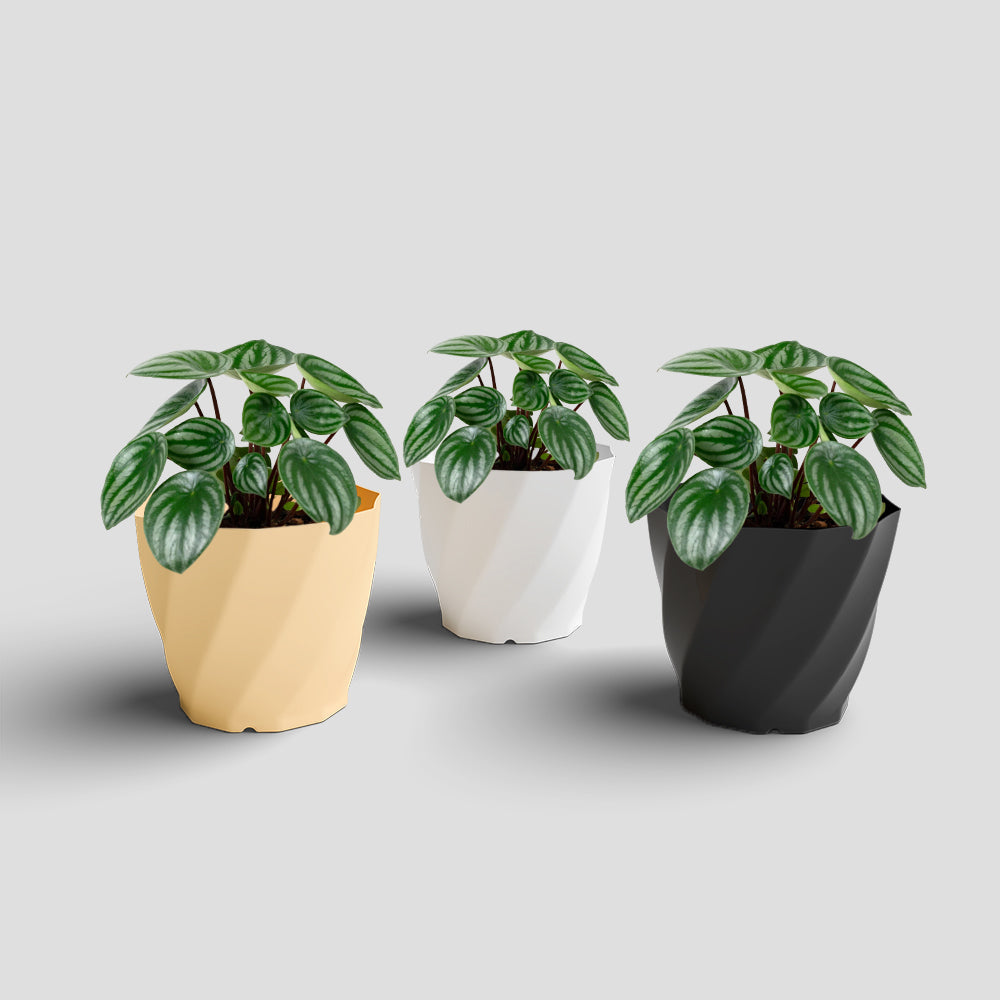 SHERA | SWIRL PLANTER