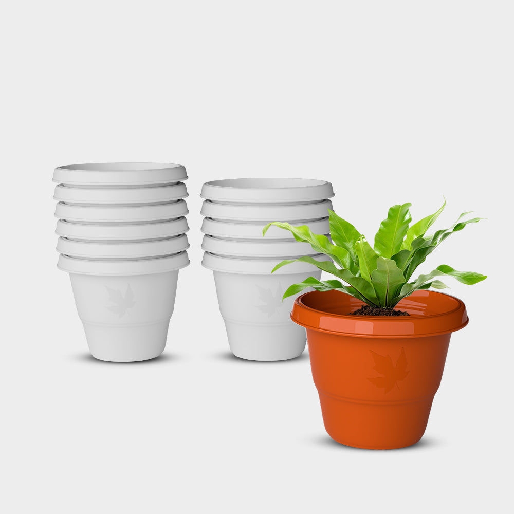 SHERA | RD PLANTER