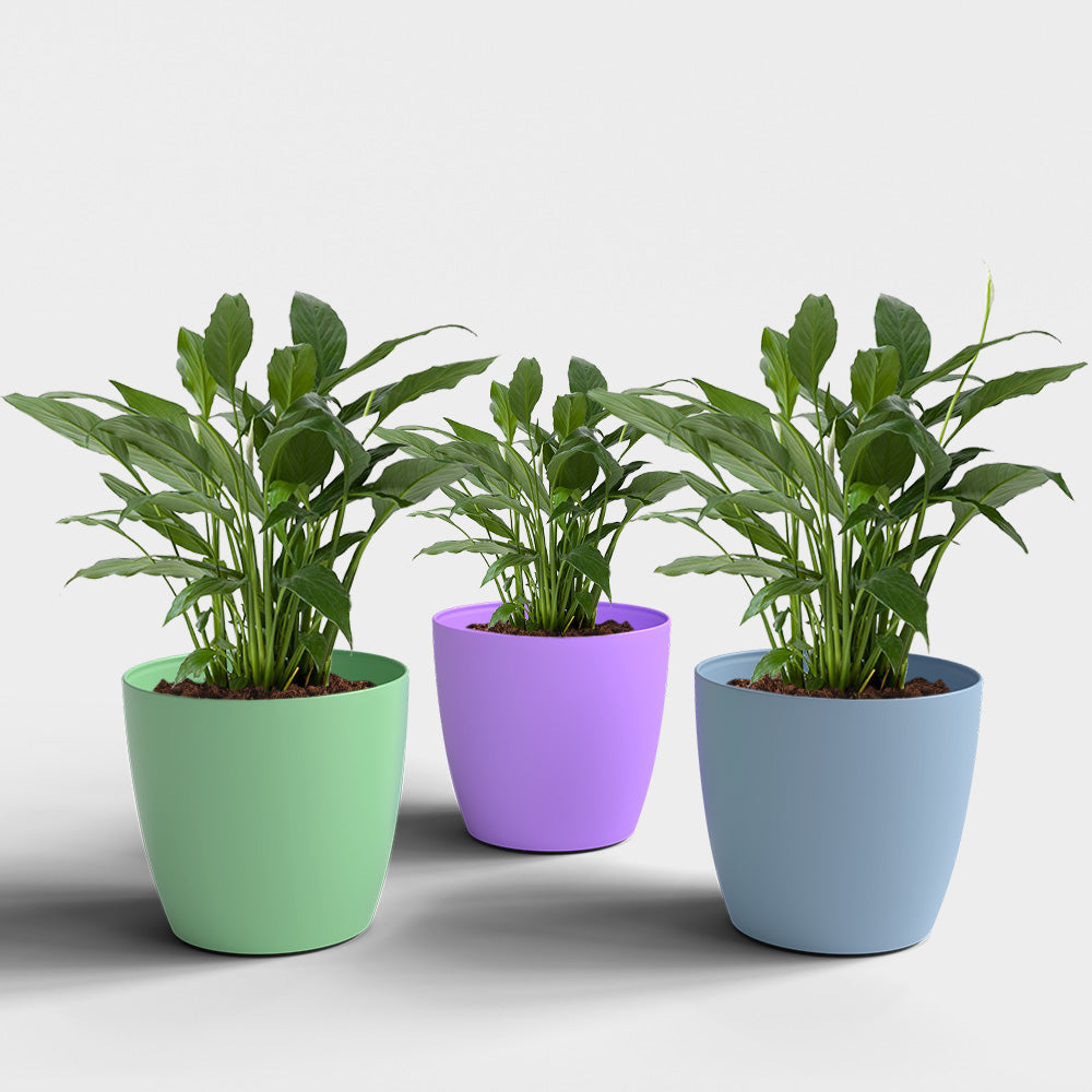 SHERA | STELLA PLANTER