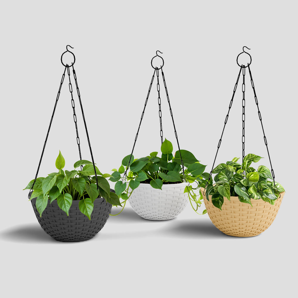 SHERA | CHICK HANGING