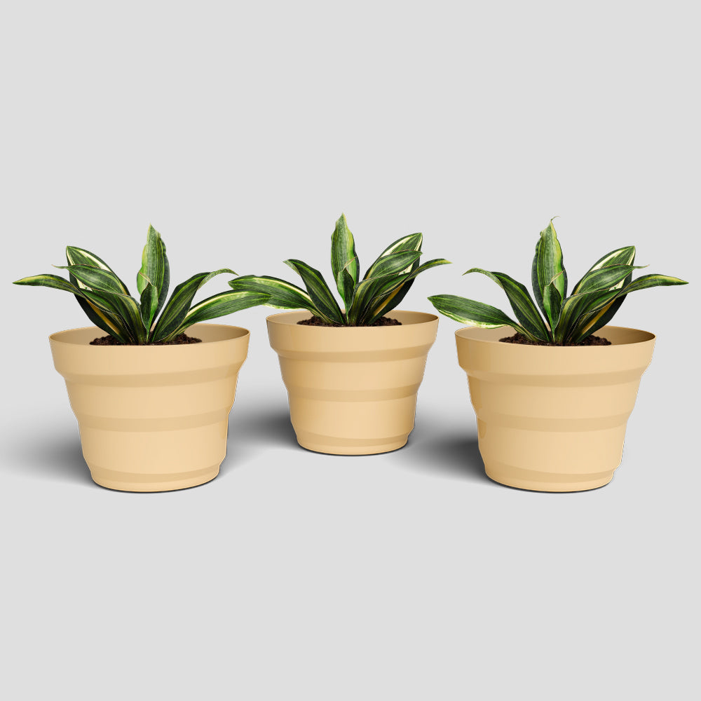 SHERA | RING PLANTER