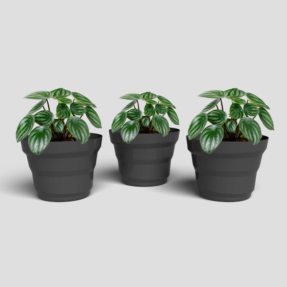 SHERA | RING PLANTER