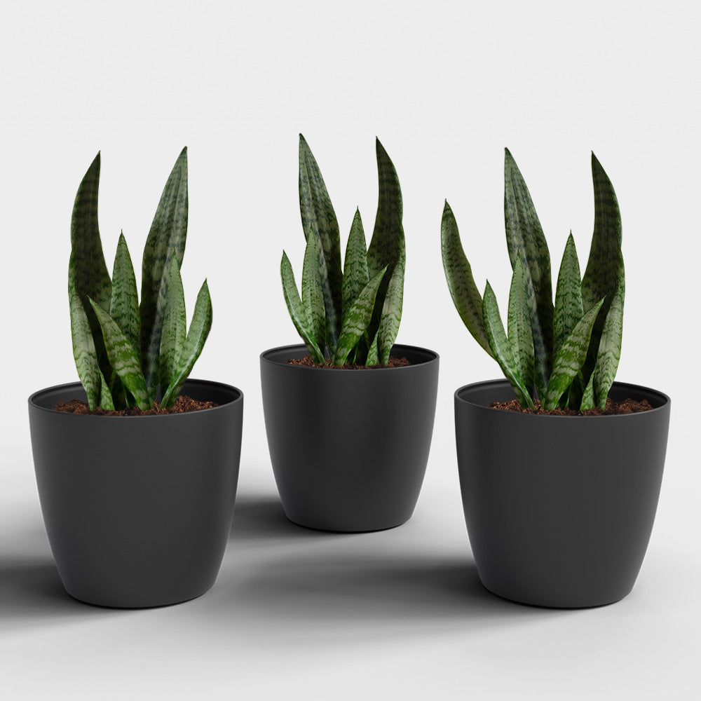 SHERA | STELLA PLANTER