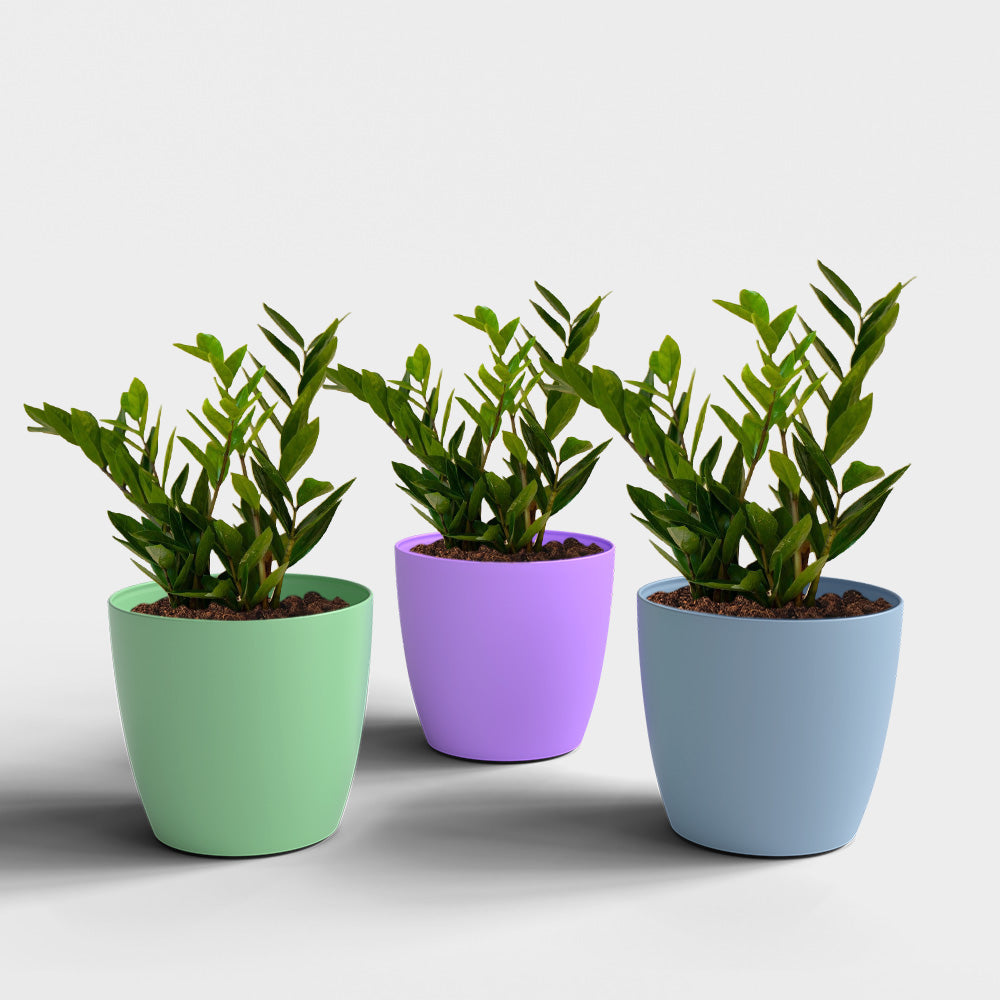 SHERA | STELLA PLANTER