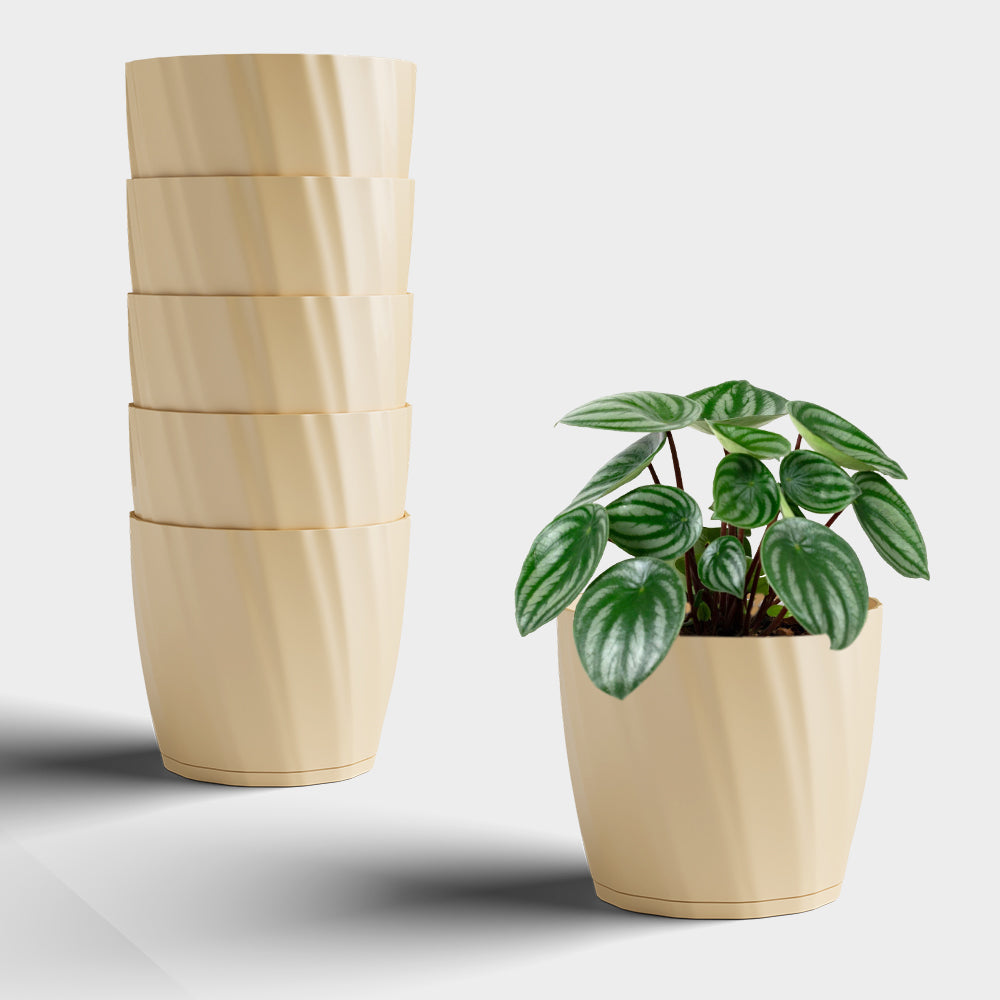 SHERA | ZINNIA PLANTER