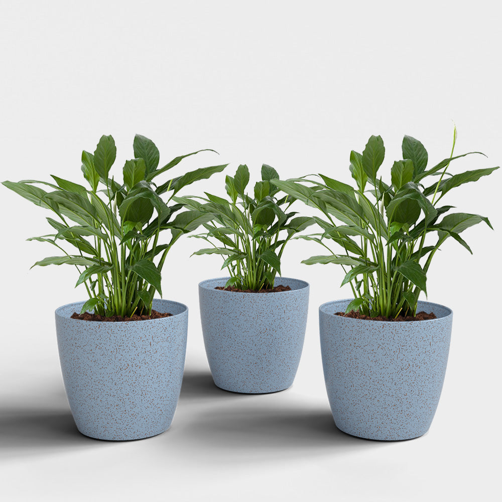 SHERA | STELLA BIO PLANTER