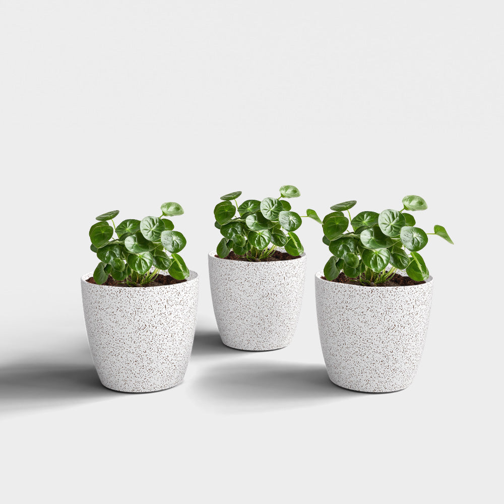SHERA | STELLA BIO PLANTER