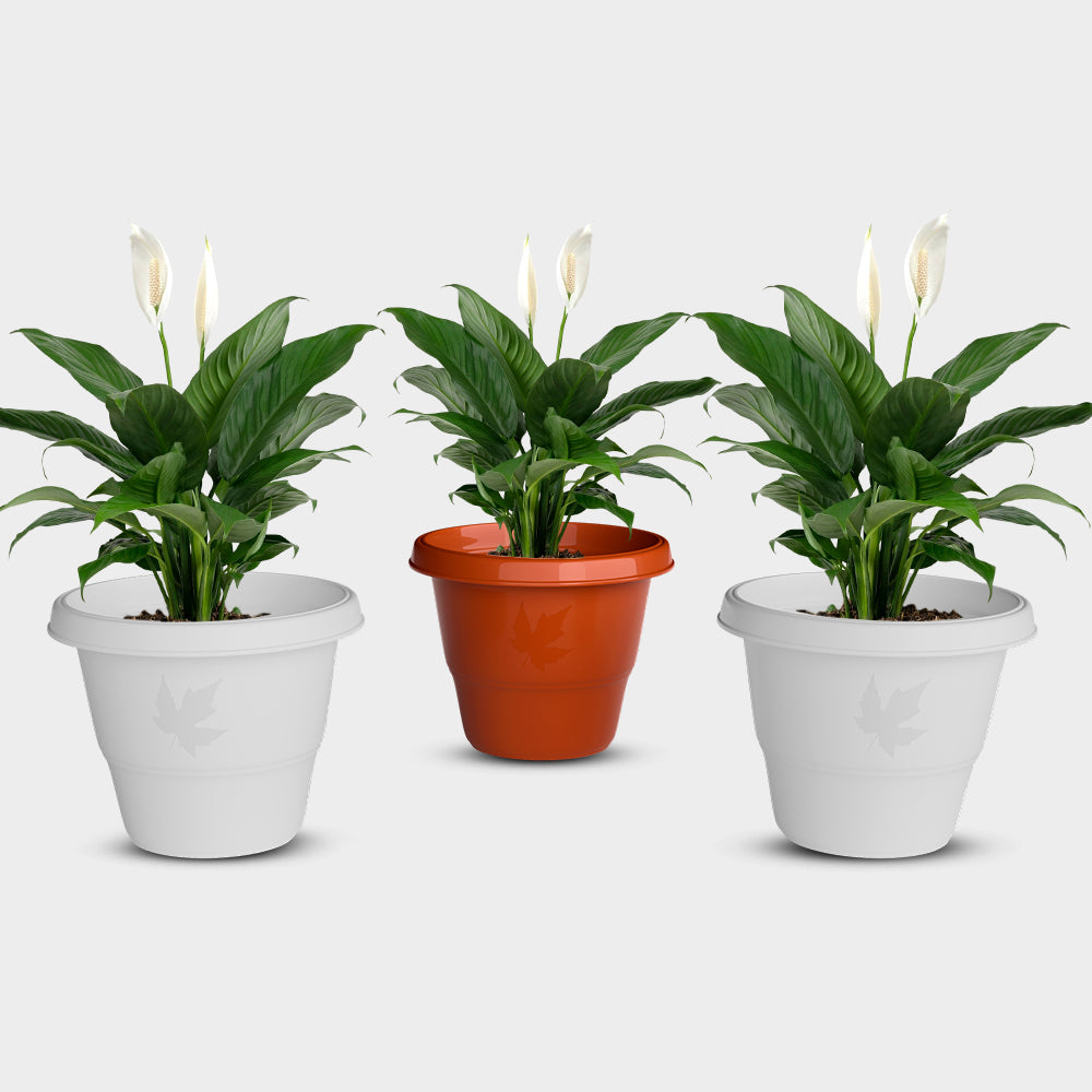 SHERA | RD PLANTER