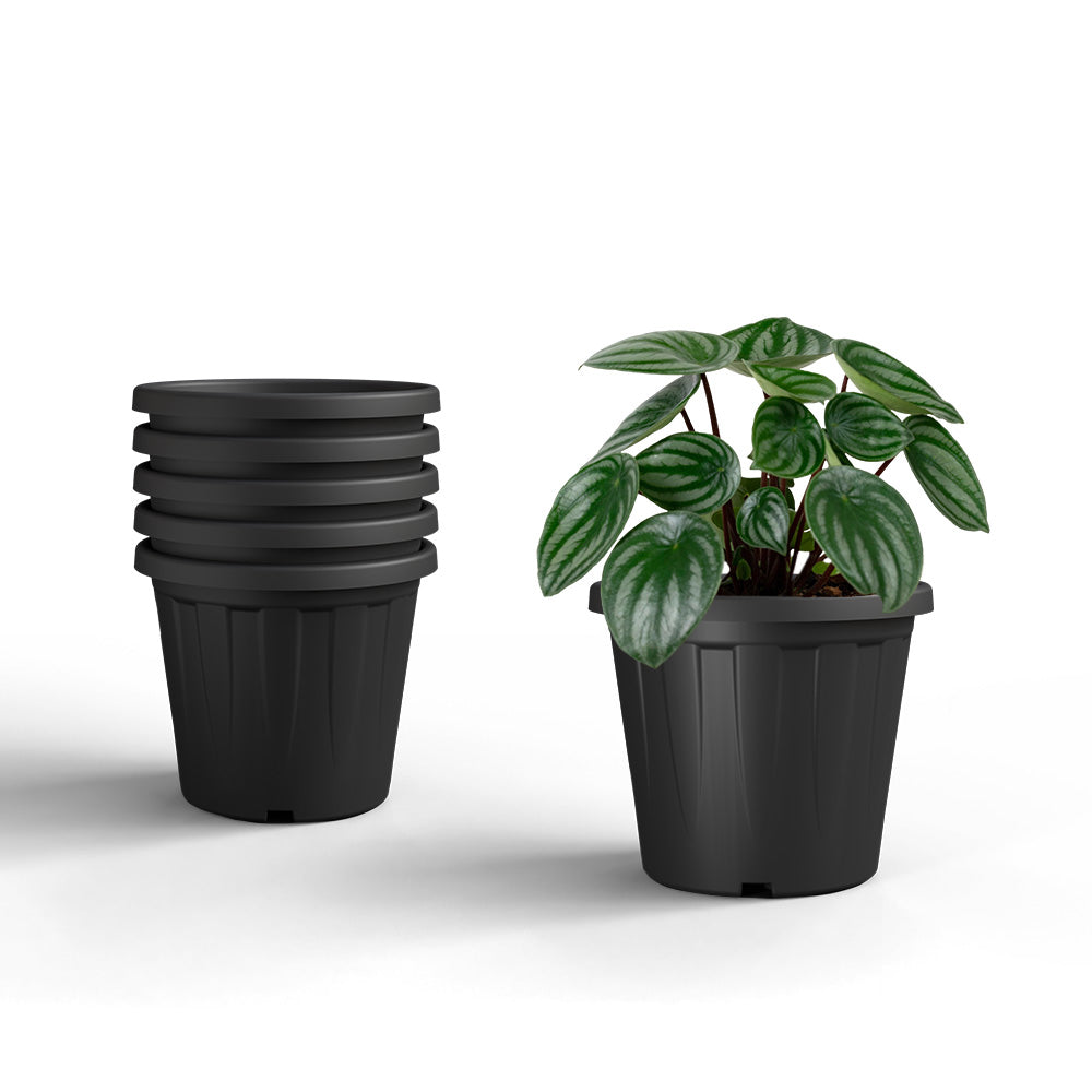 SHERA | CROWN PLANTER