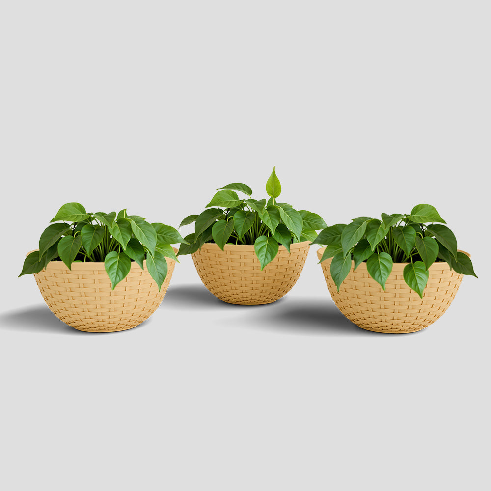 SHERA | CHICK KTR PLANTER