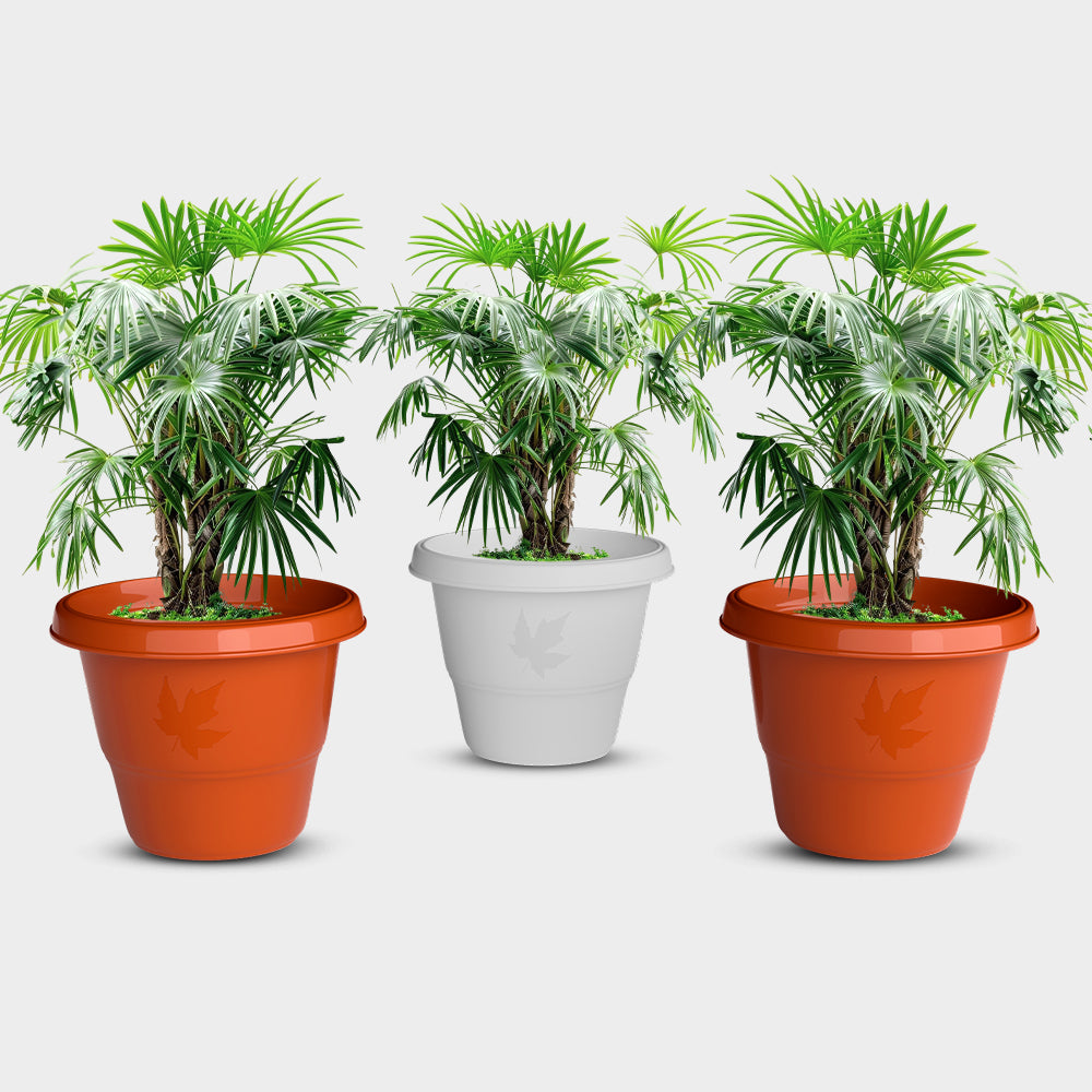 SHERA | RD PLANTER