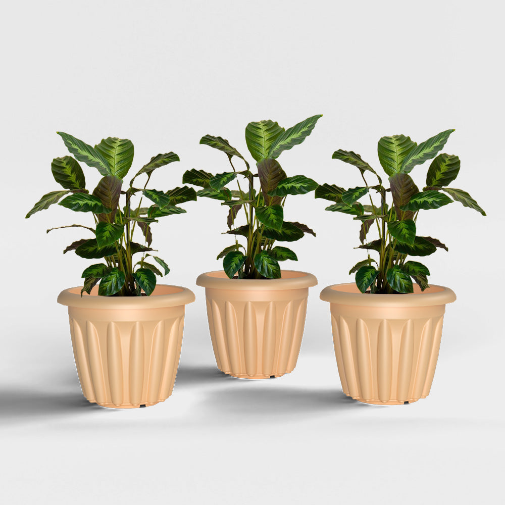SHERA | FLOOT PLANTER
