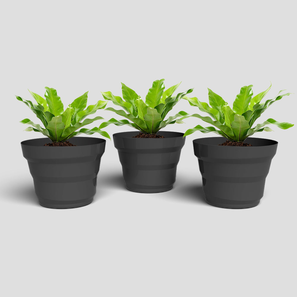 SHERA | RING PLANTER