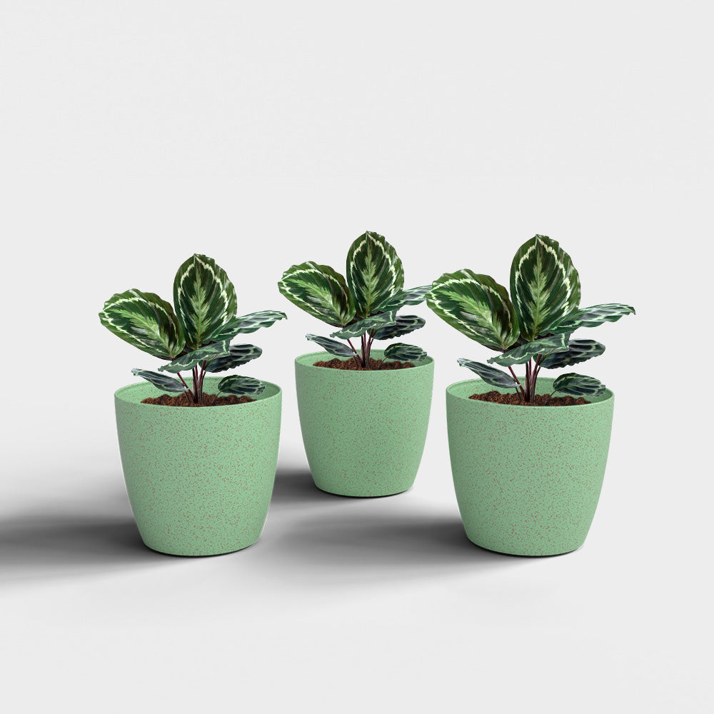 SHERA | STELLA BIO PLANTER