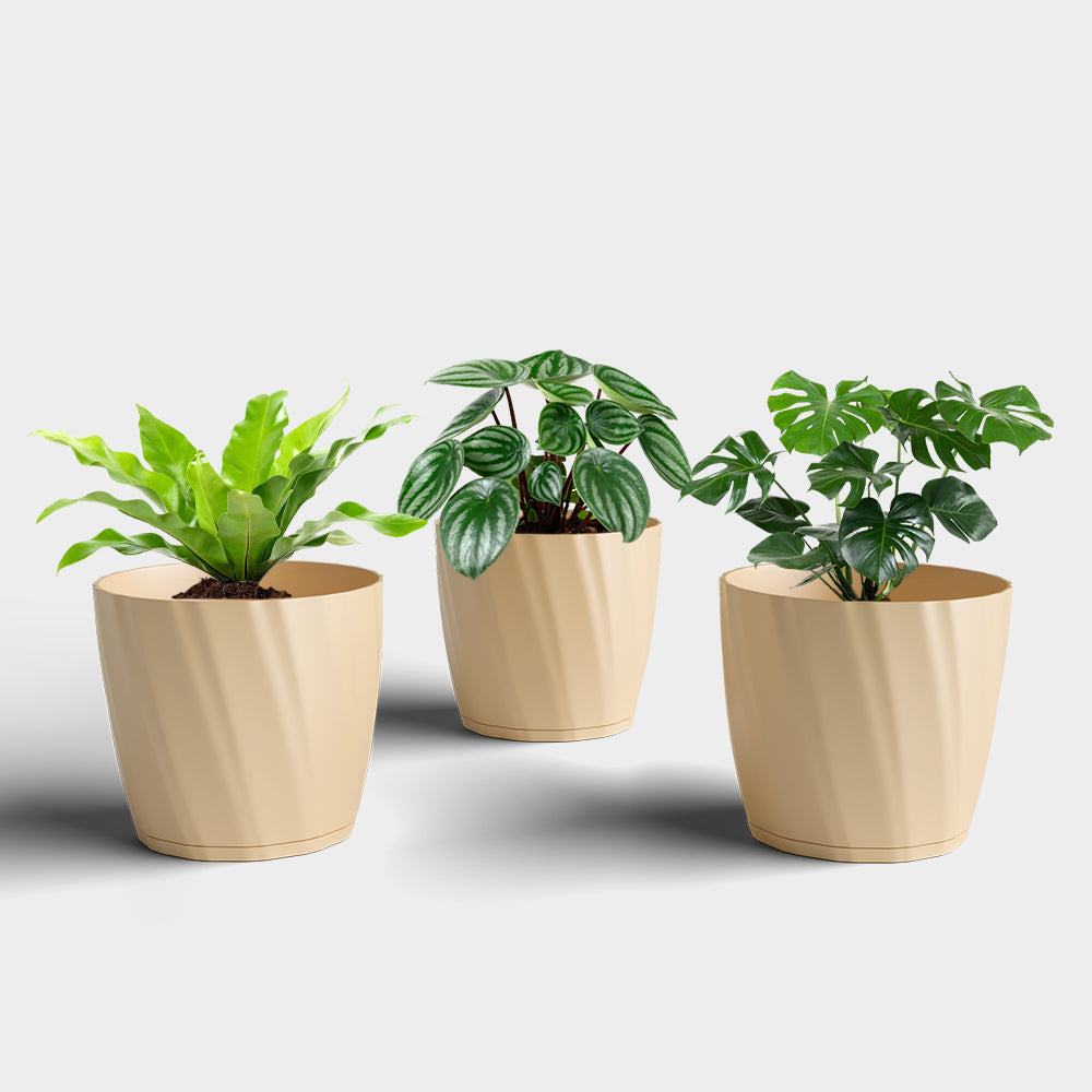 SHERA | ZINNIA PLANTER