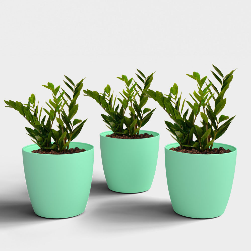 SHERA | STELLA PLANTER