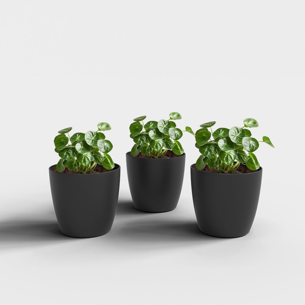 SHERA | STELLA PLANTER