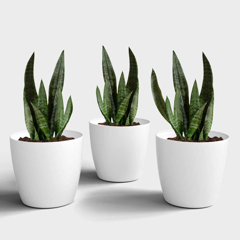 SHERA | STELLA PLANTER