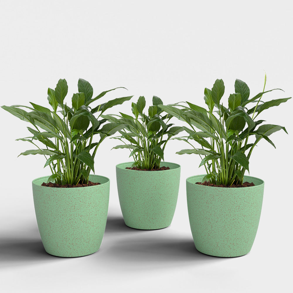 SHERA | STELLA BIO PLANTER