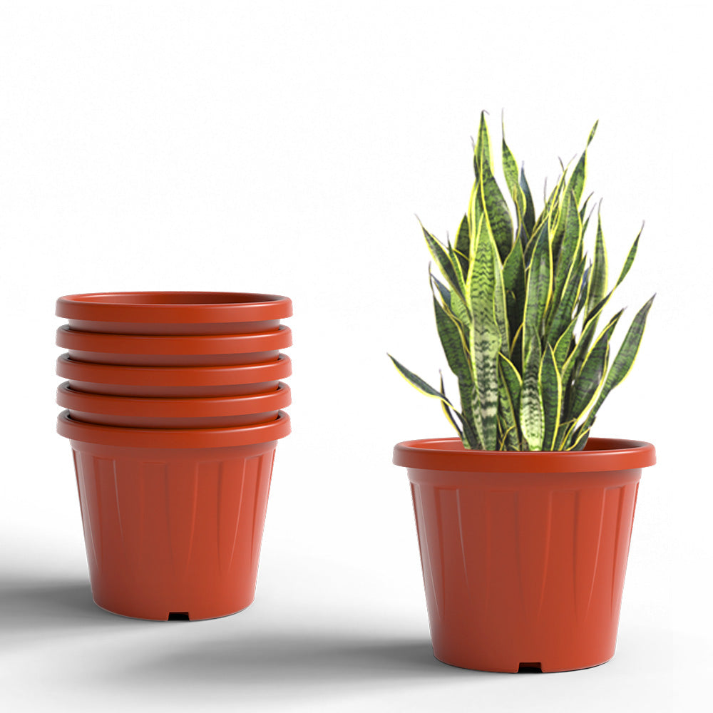 SHERA | CROWN PLANTER