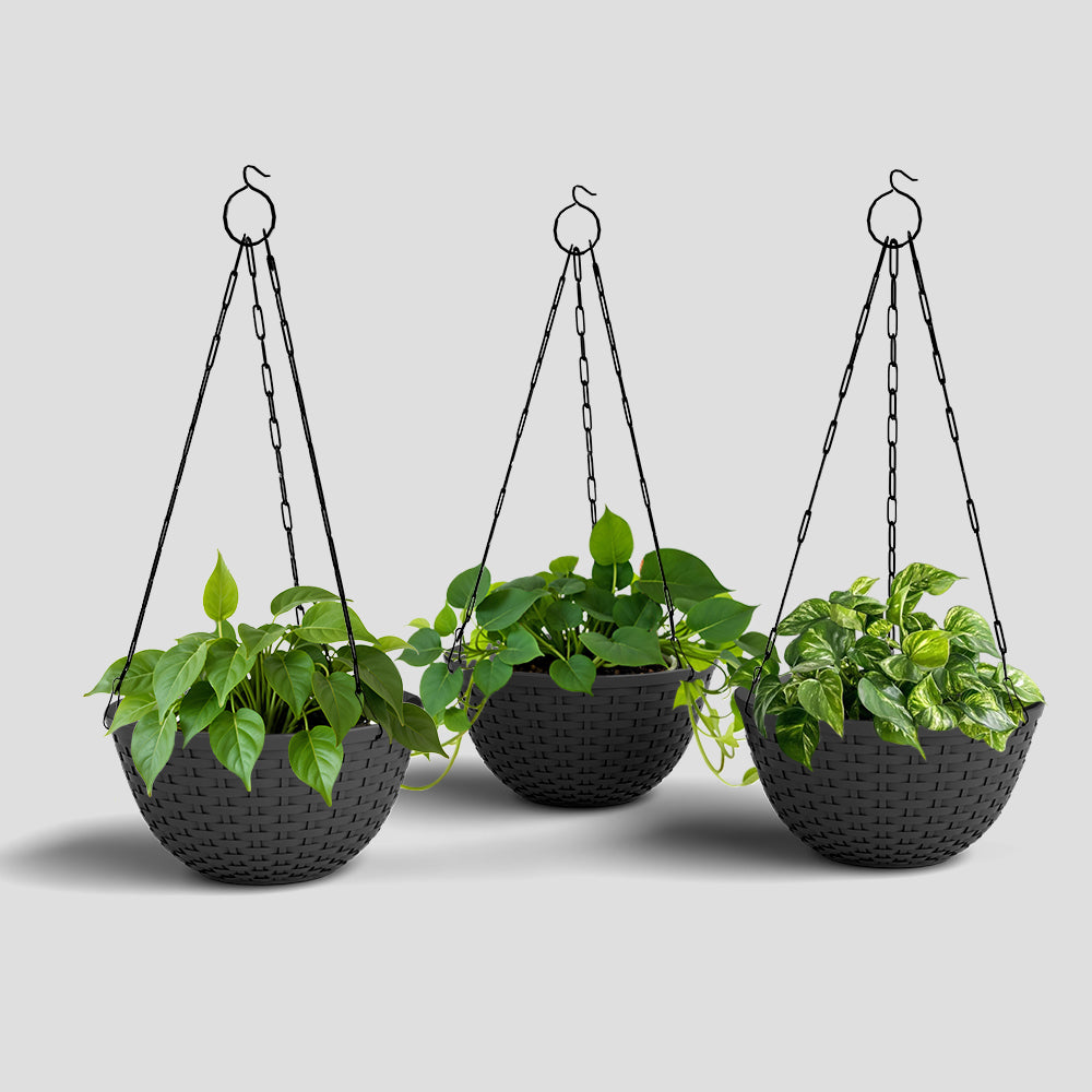 SHERA | CHICK HANGING