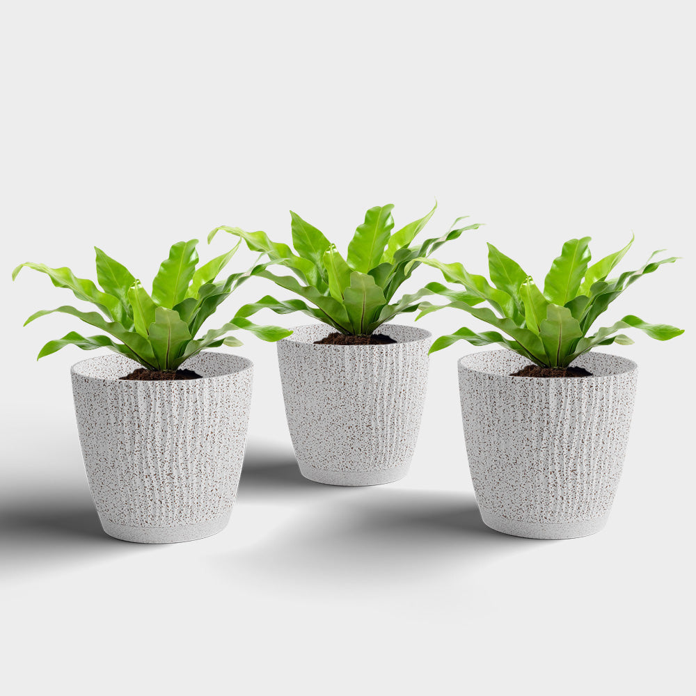 SHERA | EVA PLANTER