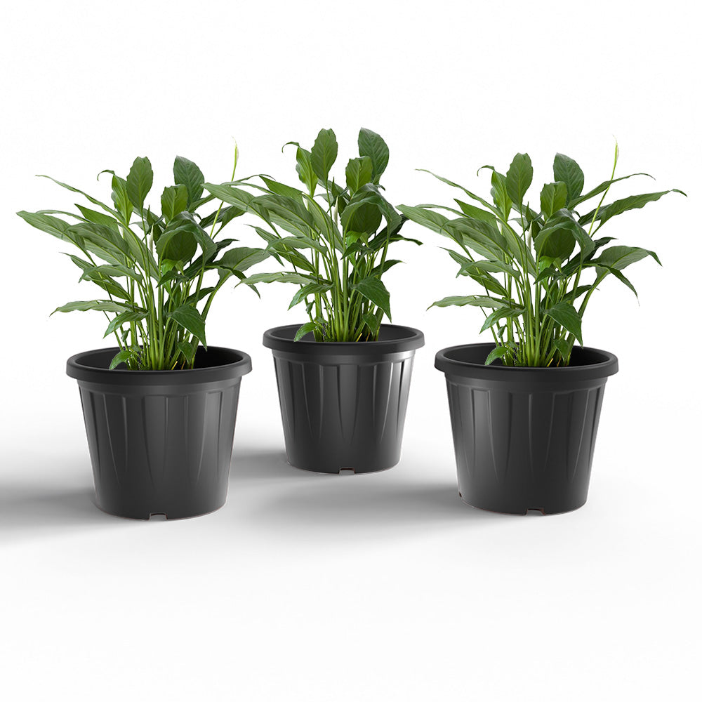 SHERA | CROWN PLANTER