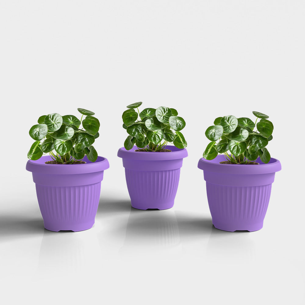 SHERA | BLOOM PLANTER