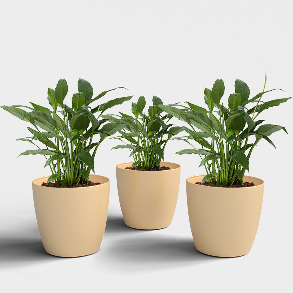 SHERA | STELLA PLANTER