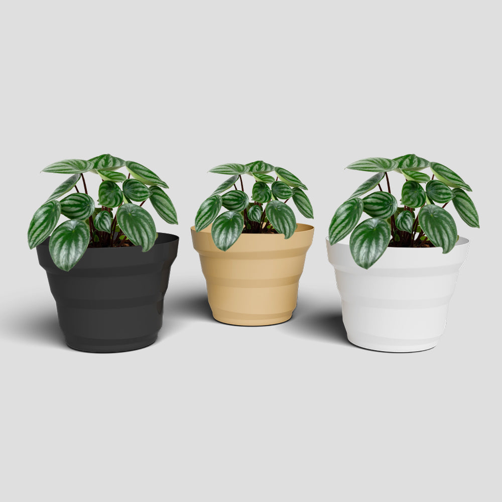 SHERA | RING PLANTER