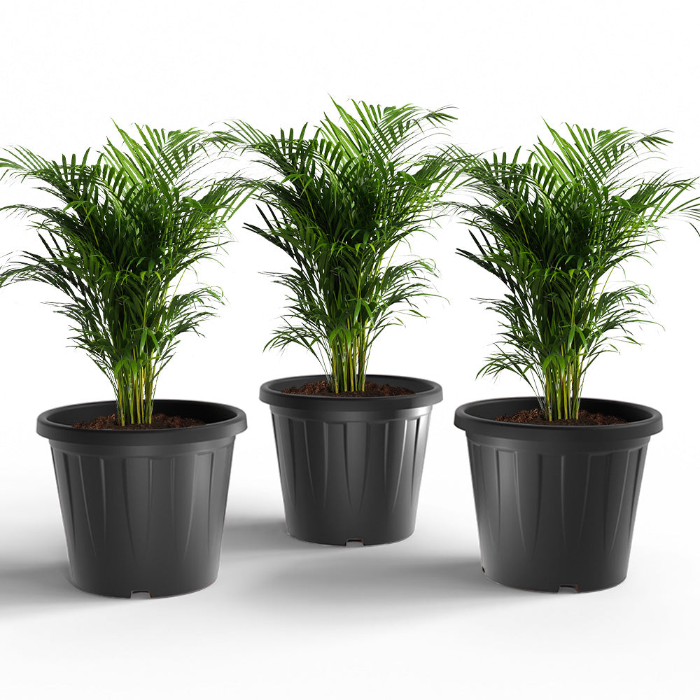 SHERA | CROWN PLANTER