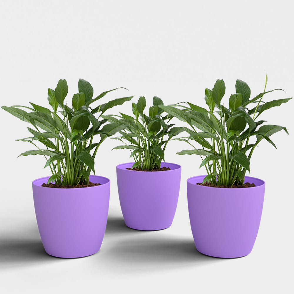 SHERA | STELLA PLANTER