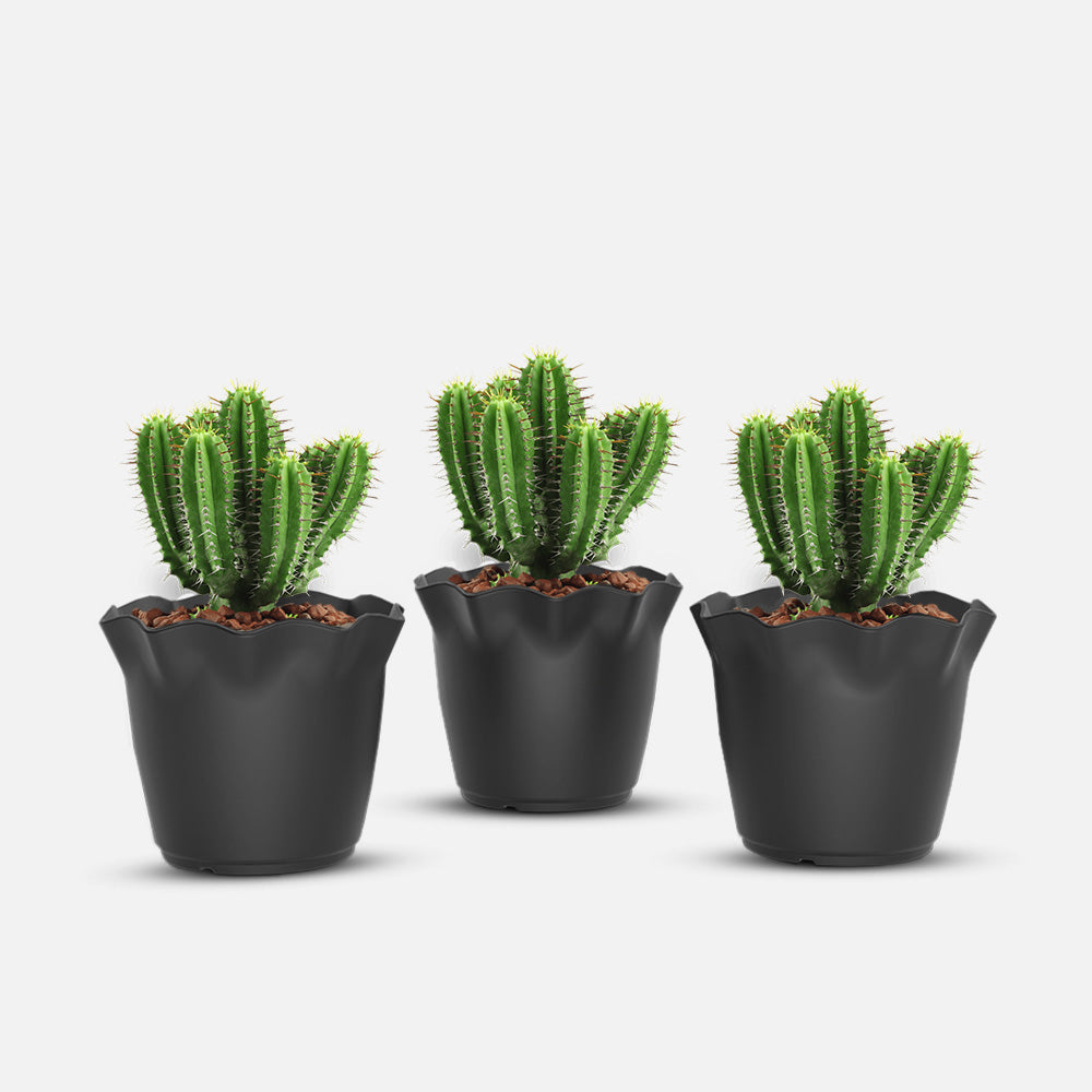 SHERA | FLOWER PLANTER